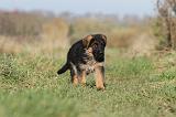 BERGER ALLEMAND 609